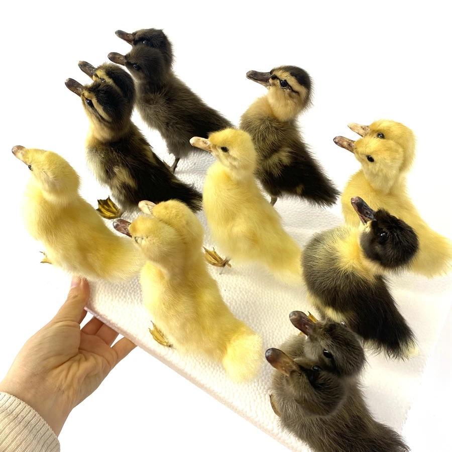 Real Duckling specimen Taxidermy stuffed Eurasian chicken/duck specimen teaching/decoration