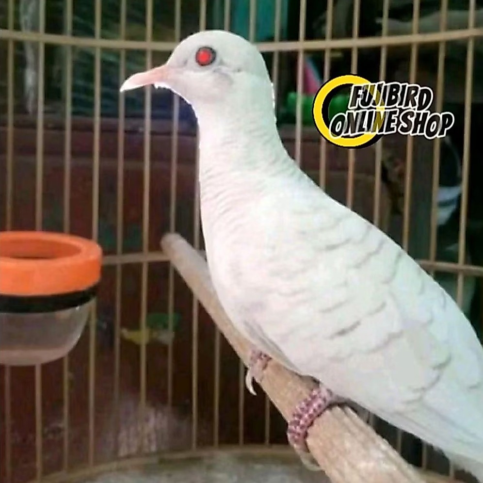 PERKUTUT PUTIH MATA MERAH
