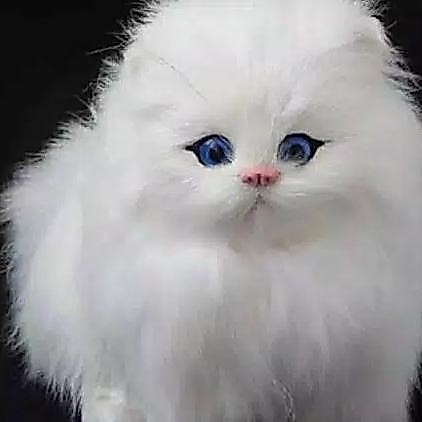 boneka Boneka Kucing 3d Bisa Bersuara Mirip Asli mainan|toy|jumbo