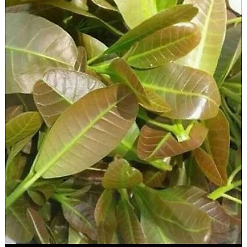 Daun jambu mete muda daun jambu monyet daun jambu mete lalapan