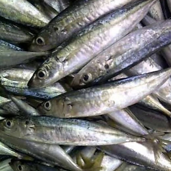 ikan layang layang kecil pasar online makassar