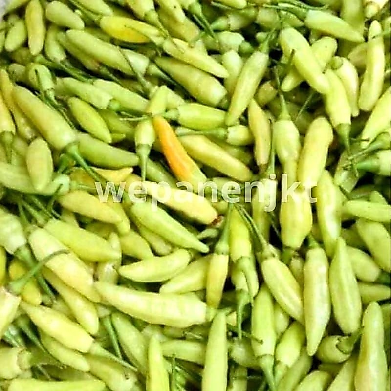 CABE KECIL HIJAU 250gr