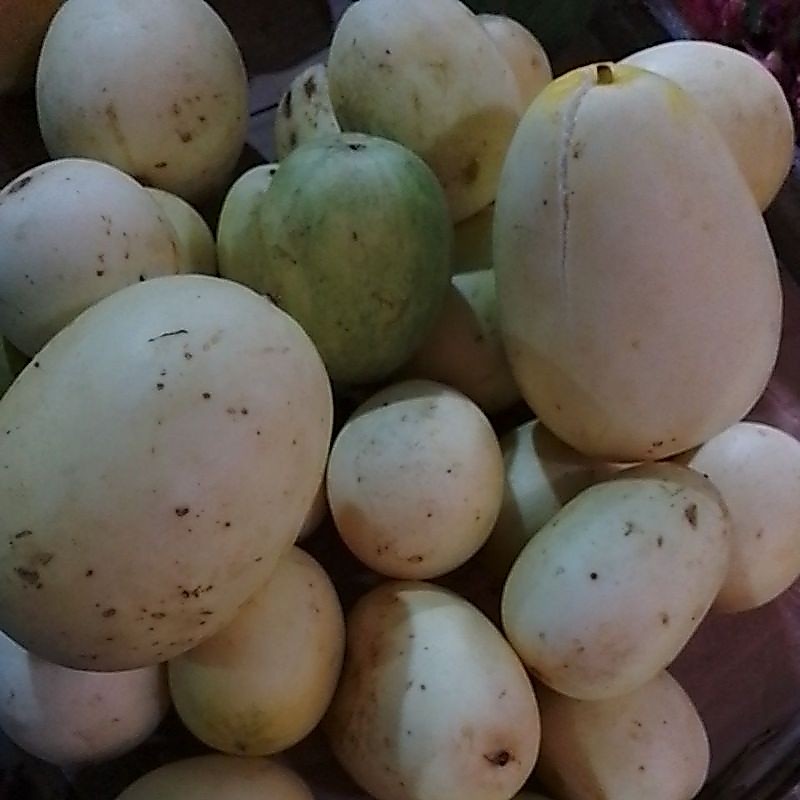 timun suri aple/manohara 19900