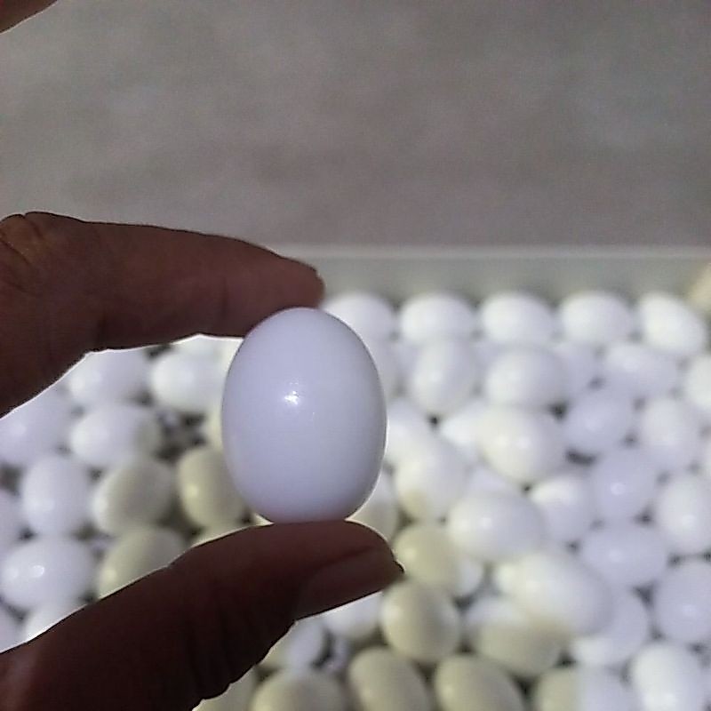 Telur Merpati palsu/Telur Merpati Mainan