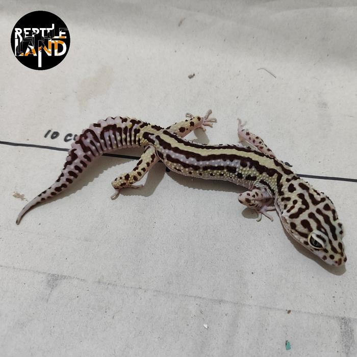 Ready Leopard gecko sunglow shtct Tangerine enigma  adult male pilihan