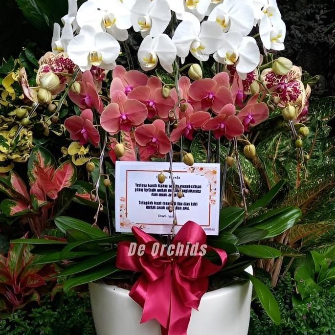 Terlaris Anggrek Bulan Dewasa Rangkaian 8 Pohon Warna Putih Dan Merah Bata
