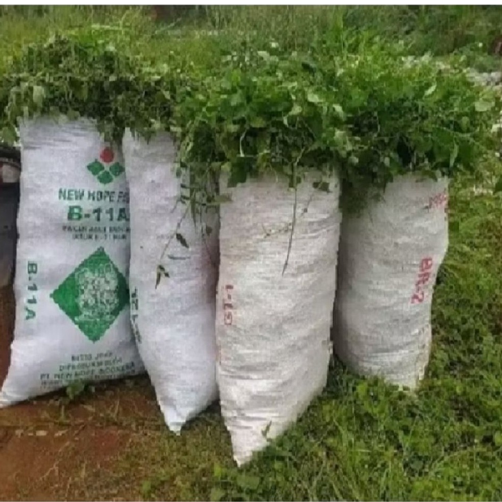 Rumput liar pakan kelinci kambing sapi