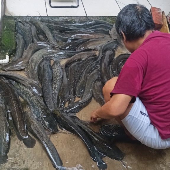 Ikan Lele Indukan Siap Pijah