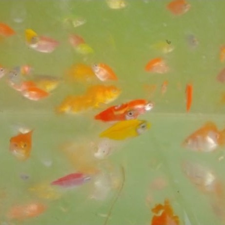 Hiasan Akuarium Ikan Hias Glofish 20 ekor 50k