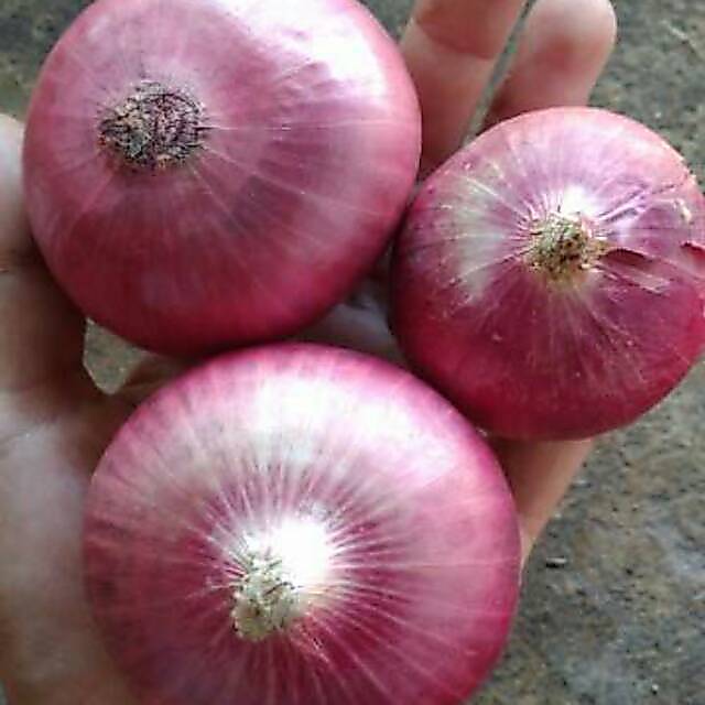 bawang  1 kg bawang merah  1 kg bawang  1 kg bawang merah  1 kg Bawang merah import 1kg bawang  bawa