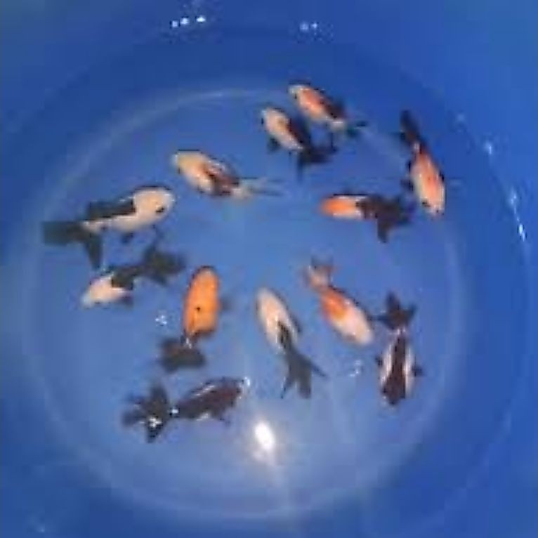 Koki panda / oranda panda / panda tricolor Grade A Short Body Gembul