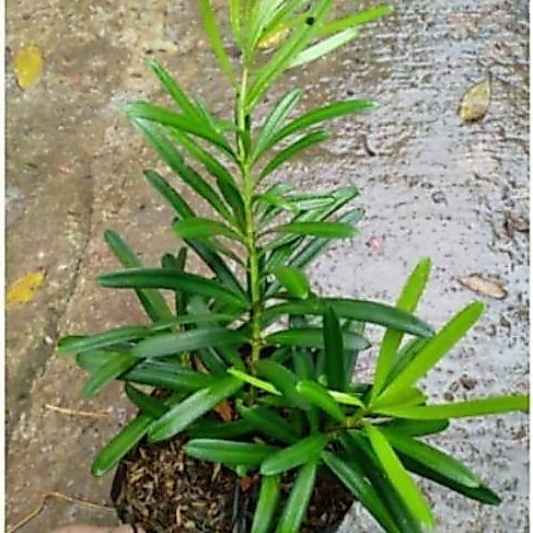 Tanaman hias lohansung taiwan - bahan bonsai - lohansung taiwan