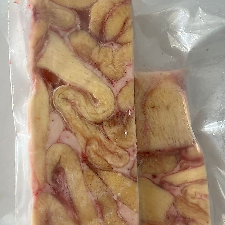 URAT SAPI / URAT MAYANG