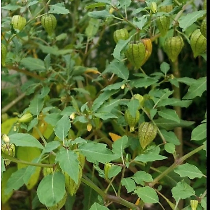 Daun herbal Ciplukan Segar