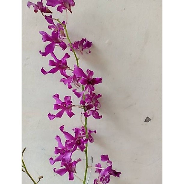anggrek dendrobium superbient  tual Maluku dll