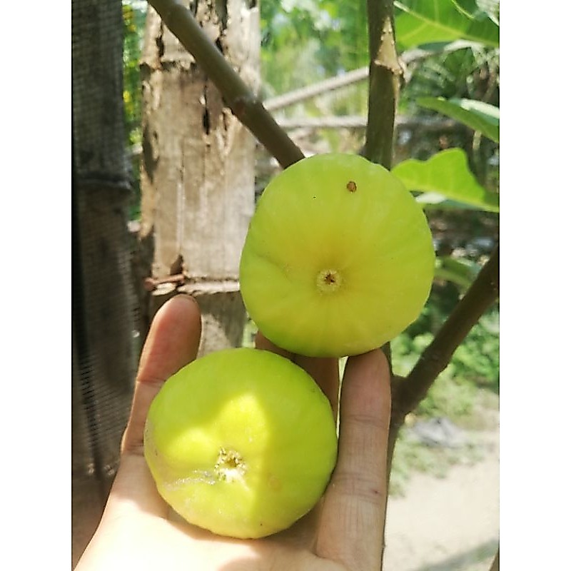 bibit cangkok buah tin kuning LDA, dalrus, deana