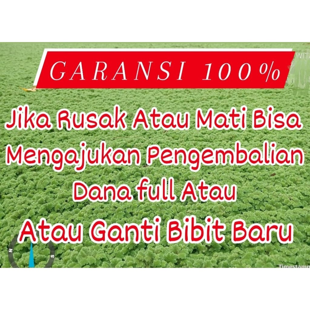 Sikas tanaman Hias / 3-4 daun dari indukan jumbo     Berkualitas
