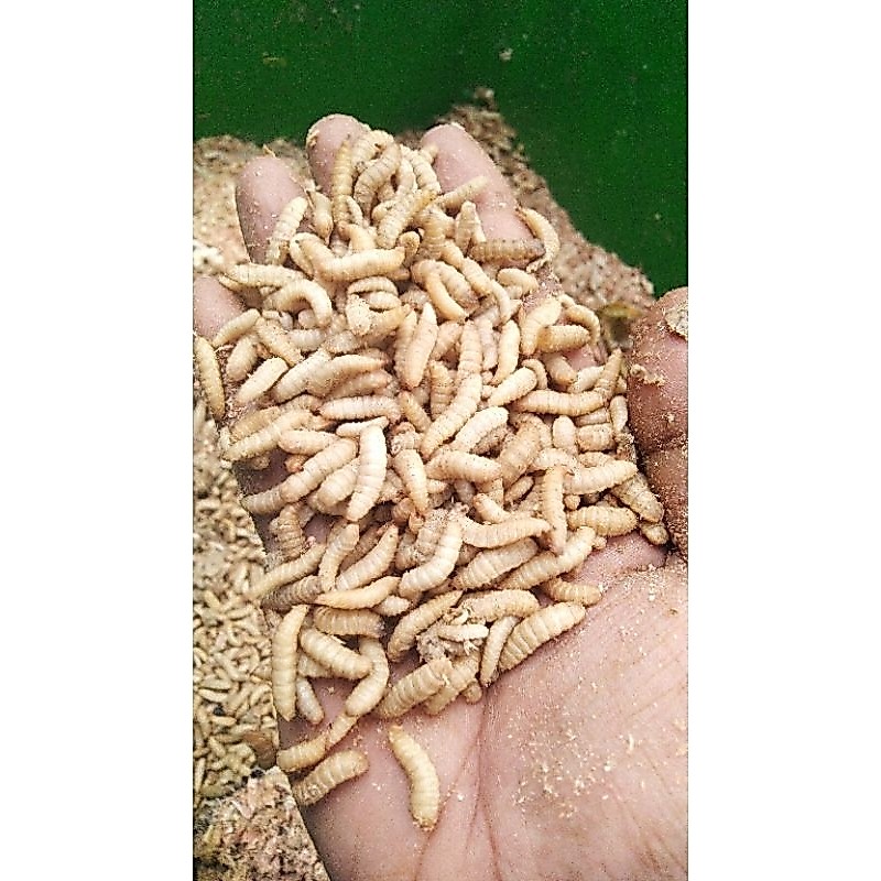 maggot hidup termurah