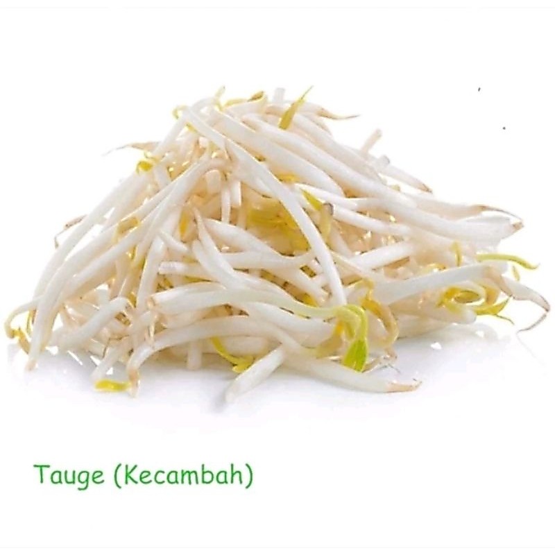 tauge besar 500gr