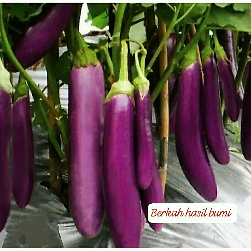 150++BIJI TERONG UNGU ANTABOGA UNGGUL