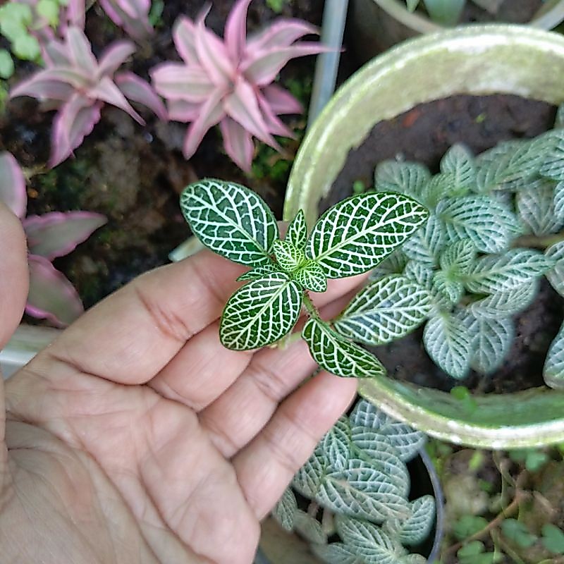 Fittonia - Tanaman Paludarium