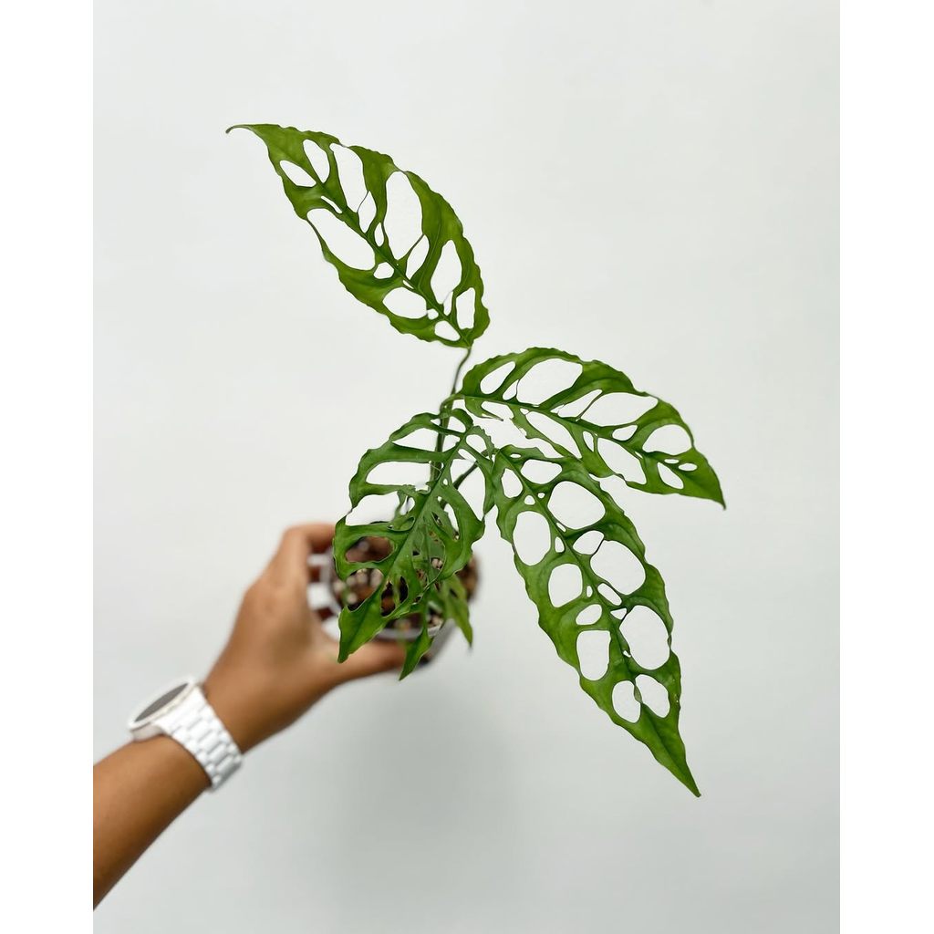 *PROMO* Monstera Obliqua/ Obliqua Peru - Tanaman Hias Obliqua Peru