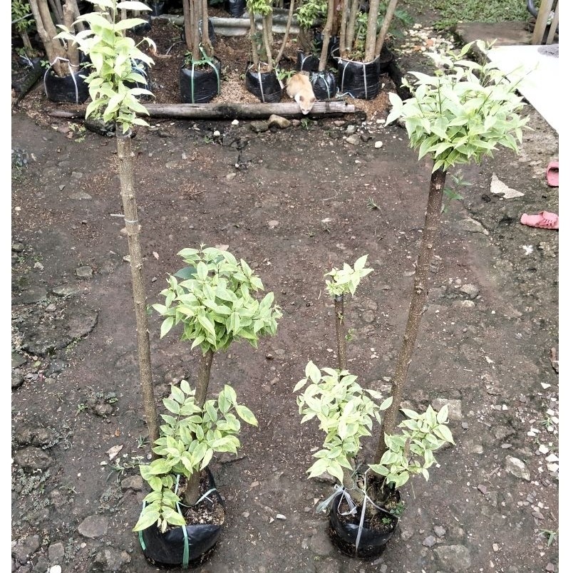 Bonsai anting Putri 2 pohon bonsai taman anting Putri