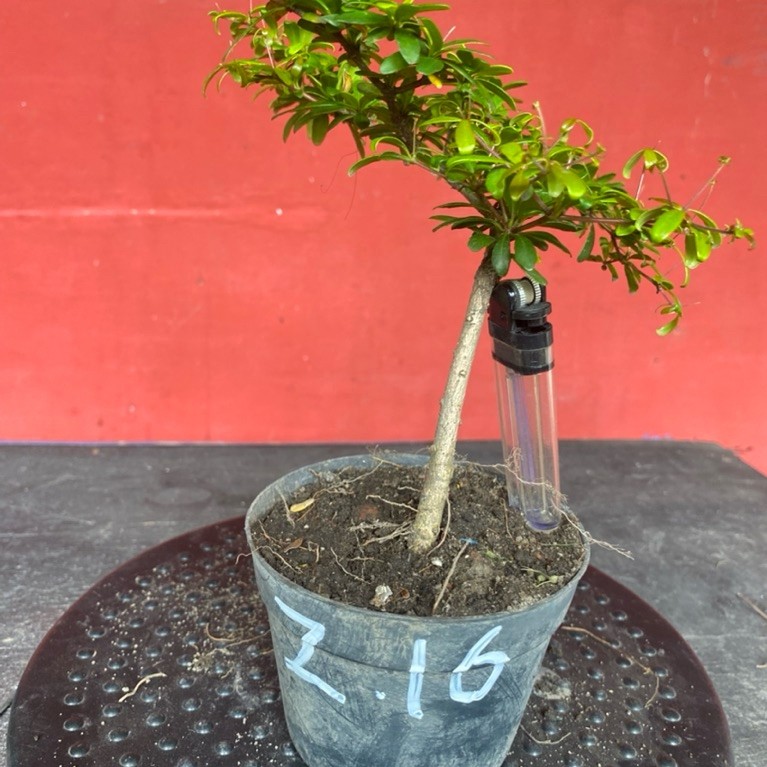 Bahan bonsai black olive Z16