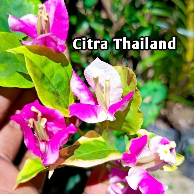 Tanaman Hias Bougenville citra thailand  Bunga Kertas Hidup Garansi Uang Kembali