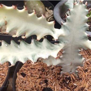 Kaktus euphorbia lactea/kaktus white ghost