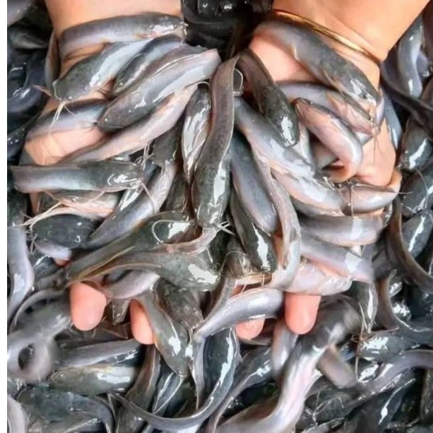 Bibit ikan lele ukuran 7-8cm paket isi 100 ekor