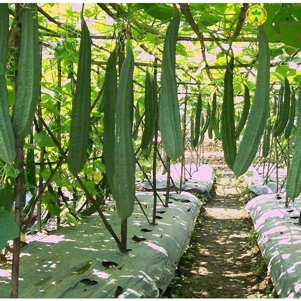 ready Benih / Bibit / Biji - Gambas Oyong Prima F1 Hybrid Super - LOKAL murah