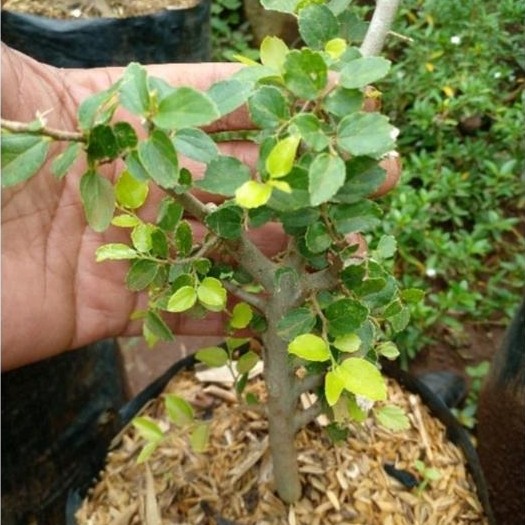 Bahan Bonsai Phusu Bintang