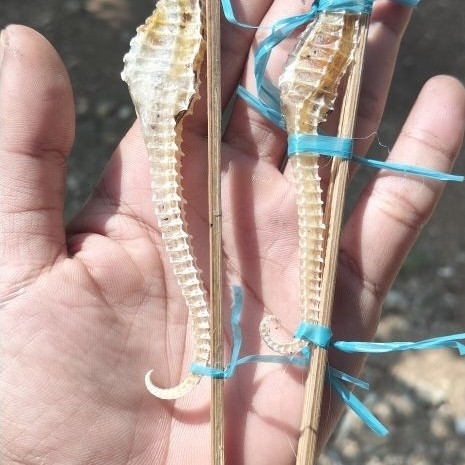 kuda laut kering