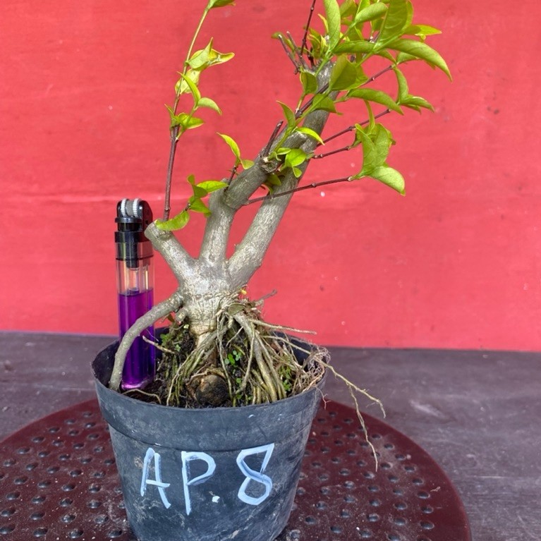 Bahan bonsai bunga anting putri Ap 8