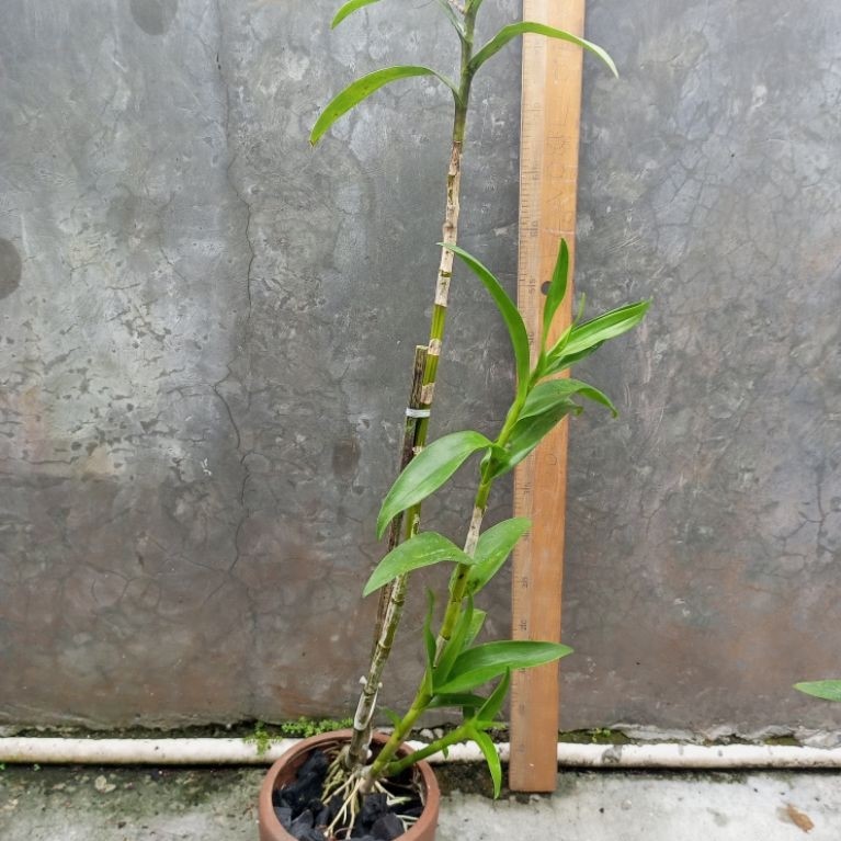 Anggrek Dendrobium Capung Kapuas Original Hasil Splitan