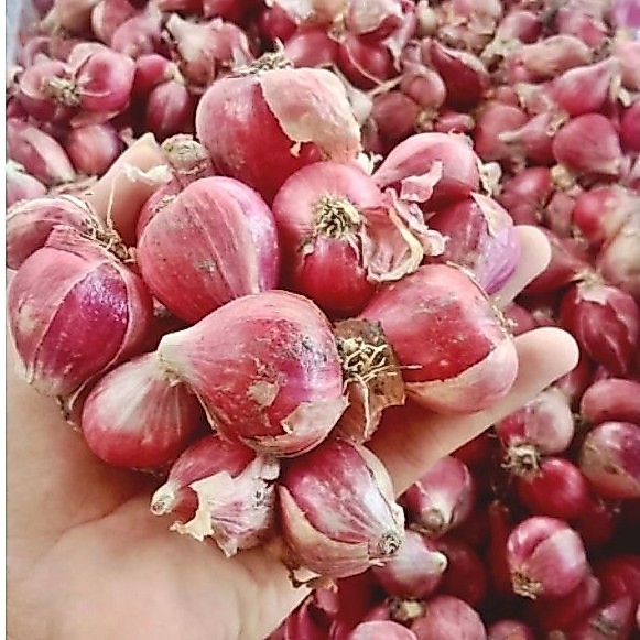 Bawang Merah super jumbo.
