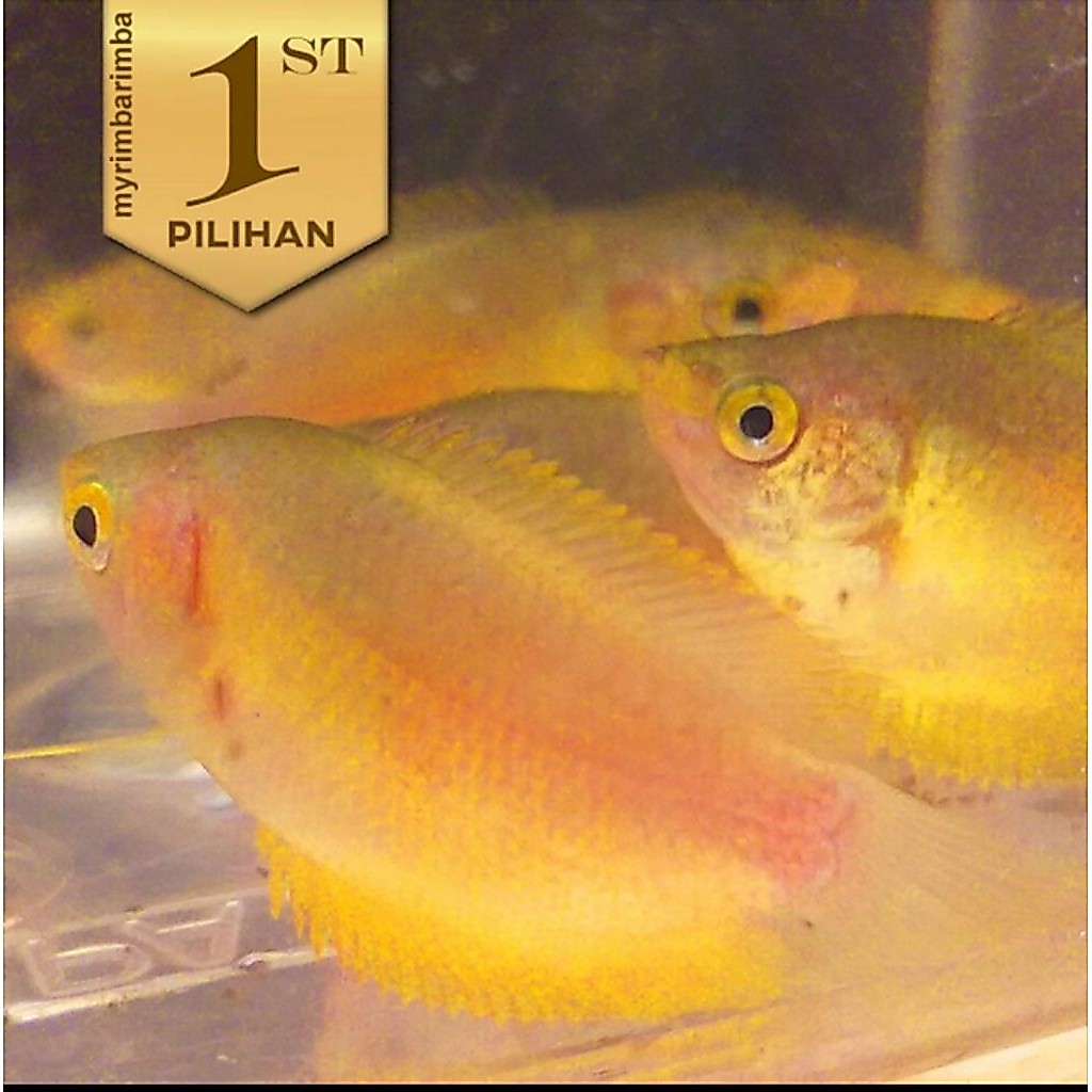 Honey Gold Gourami Sepat Madu Emas Ikan Hias Tanaman Air Aquascape