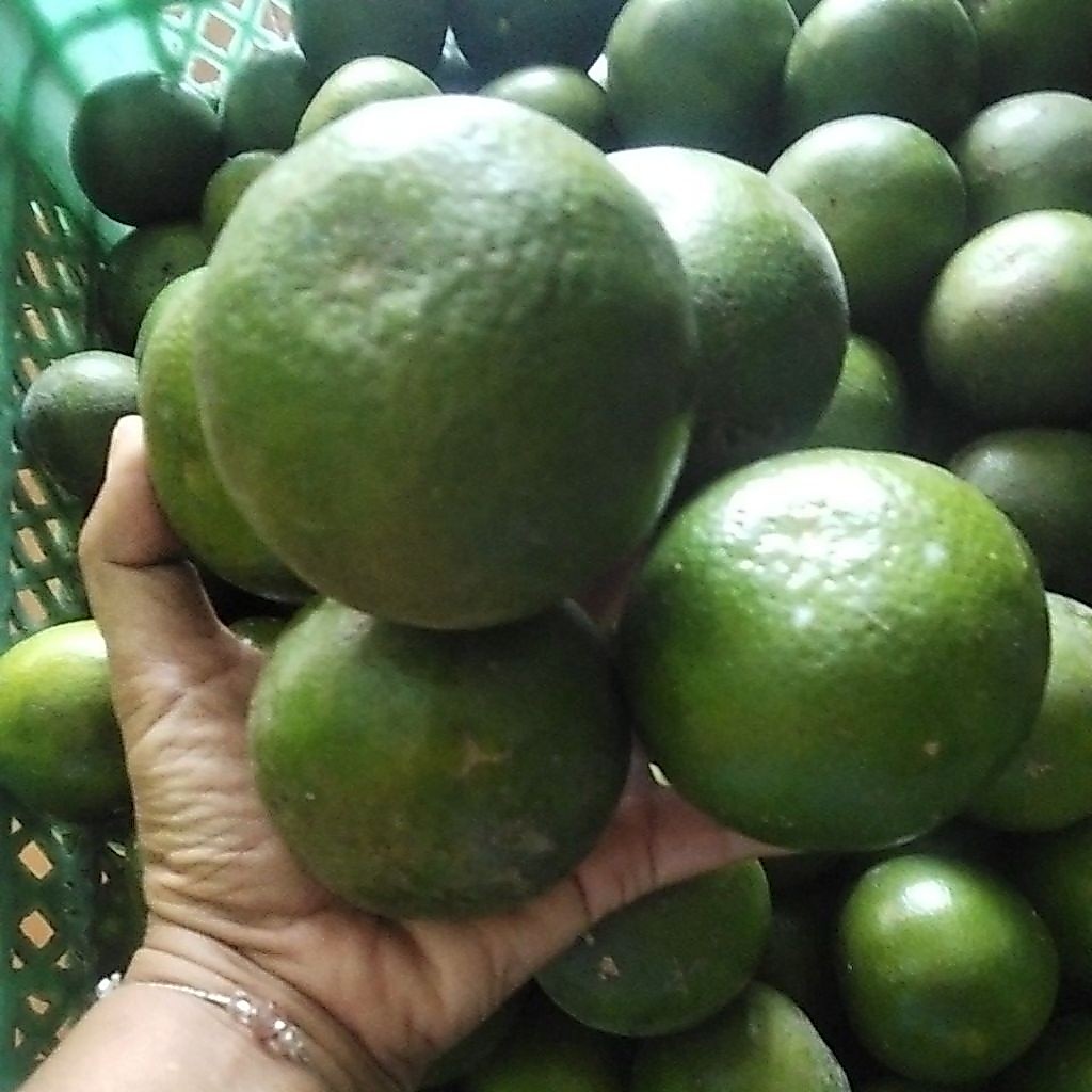 jeruk peras size besar