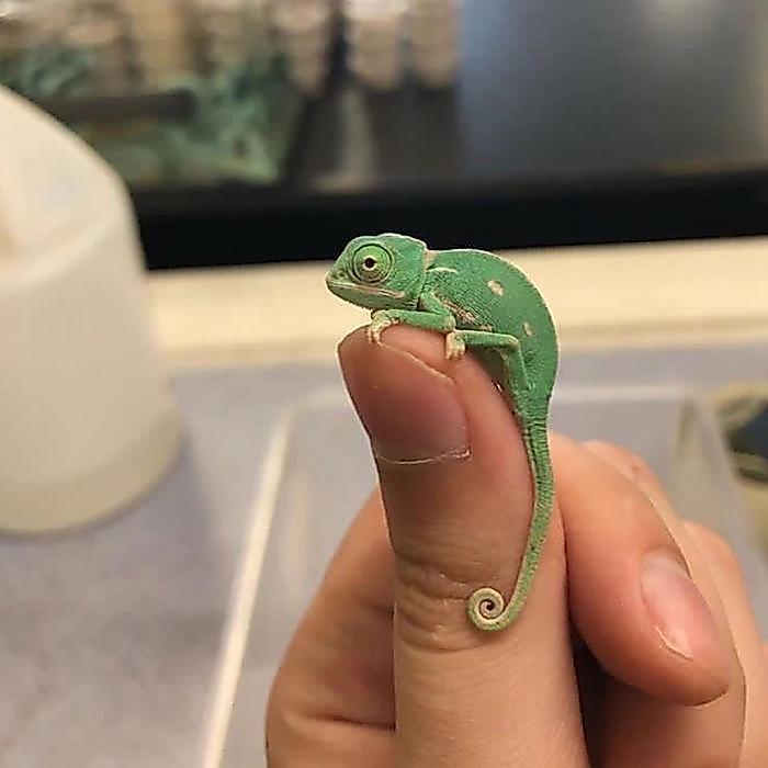 Veiled Chameleon baby (usia 1-2 bulan up)