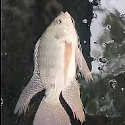 ikan nila kumpay