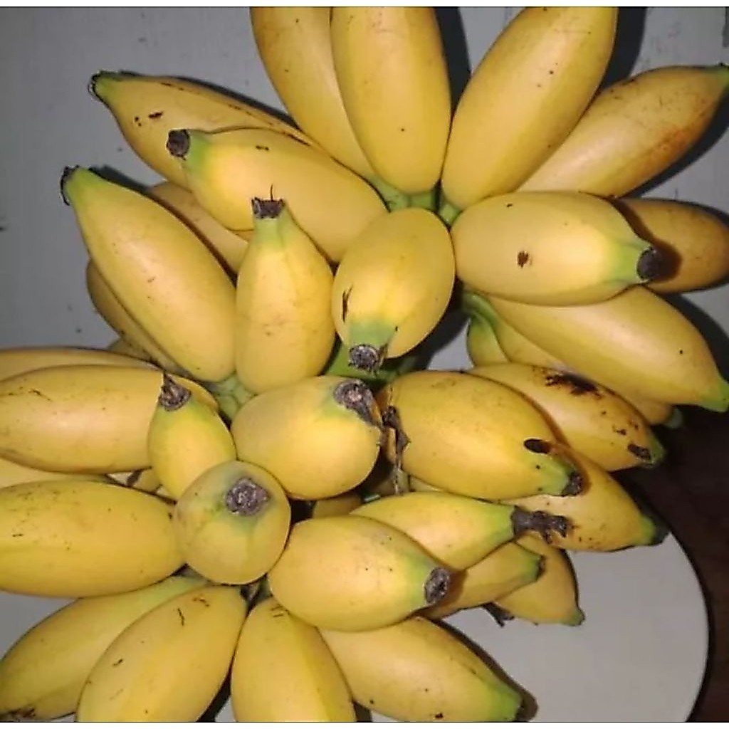 pisang lampung 1 tandan