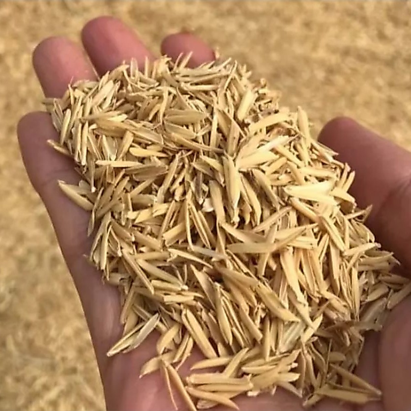 merang padi sekam 1KG
