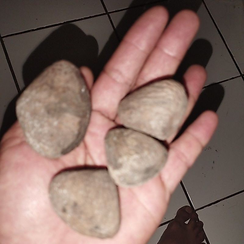 Kluwak,klewek picung,kluwak gurung. beli 10 freeongkir