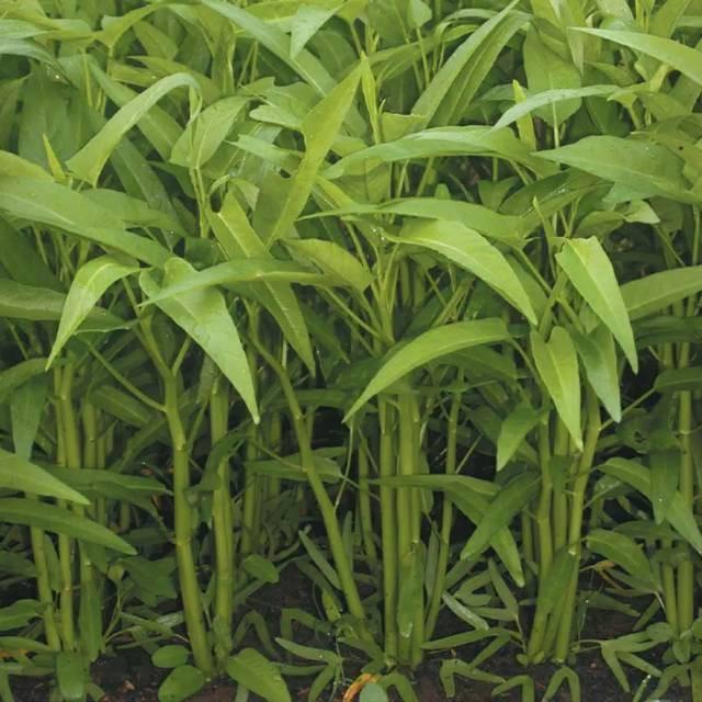 25 Gram- Biji Benih Kangkung BANGKOK - Bibit Kangkung Darat