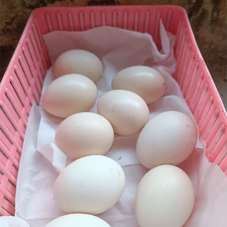 paket sangat hemat 5 telur ayam mangon super petarung atau di peranak sangat menghasilkan