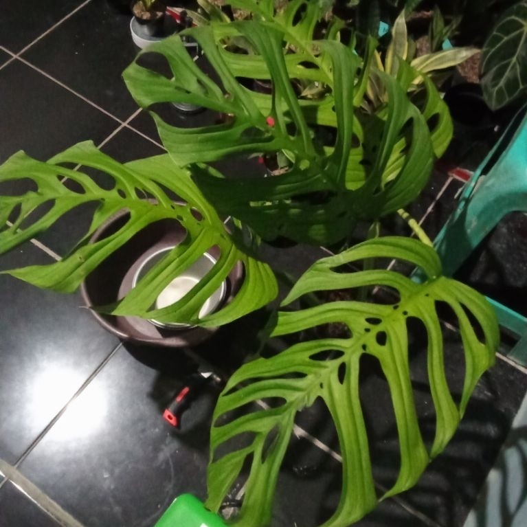 monstera obliqua