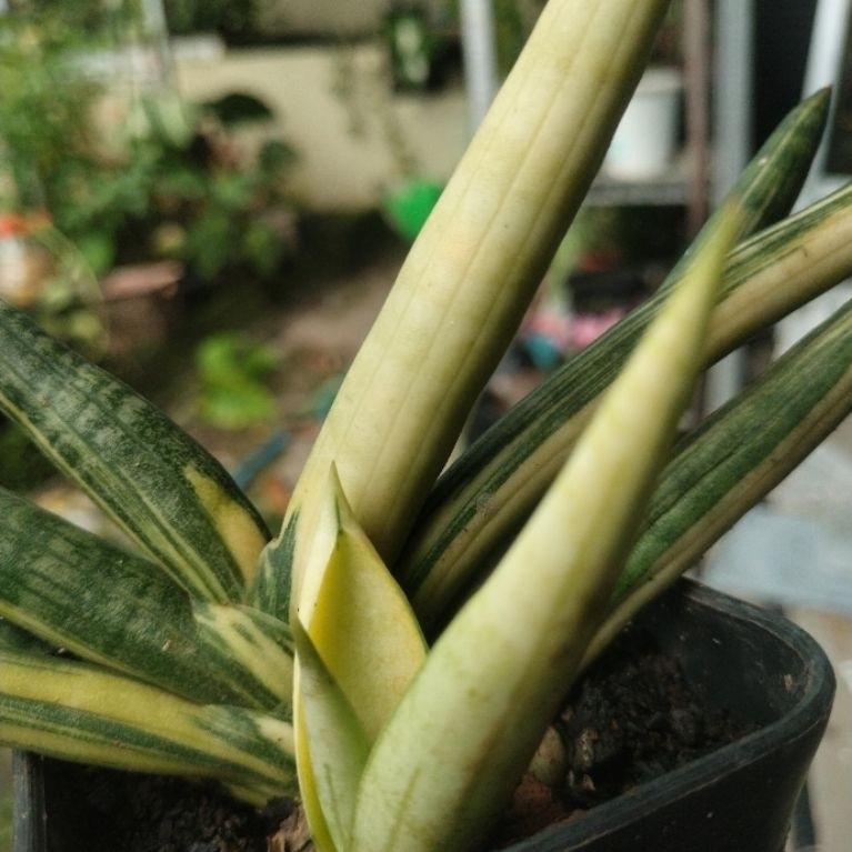 Sansevieria boncel variegata