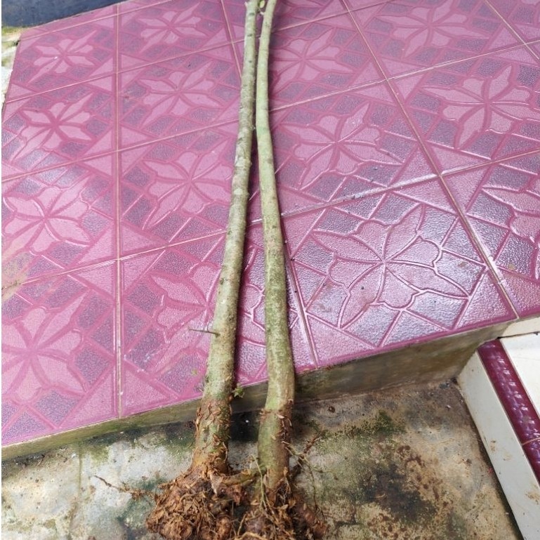 bahan bonsai bonggol anput 1m