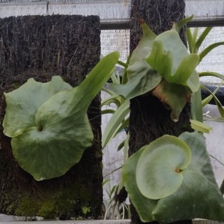 platycerium grande/platyceriun wandae/tanduk rusa murah
